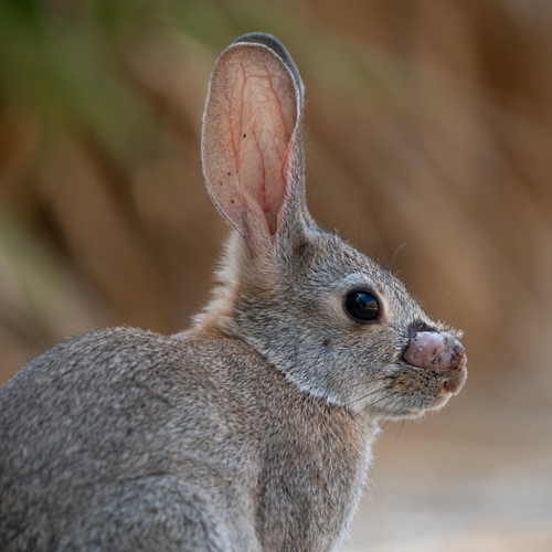 iNaturalist observation photo of Desert Cottontail