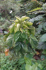 Acalypha angatensis