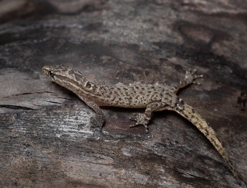 Maya~uana Least Gecko