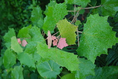 Mallotus paniculatus formosanus