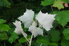 Mallotus paniculatus formosanus