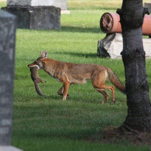 Coyote photographed in Illinois