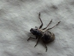 Pantomorus cervinus
