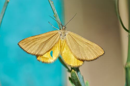 Amygdaloptera testaria