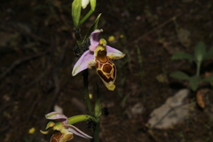 Ophrys oestrifera