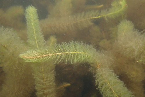 Myriophyllum farwellii