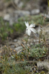 Dianthus lumnitzeri