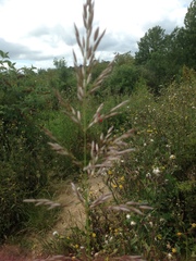 Arrhenatherum elatius