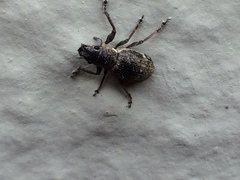 Pantomorus cervinus