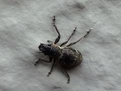 Pantomorus cervinus