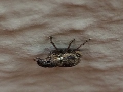 Pantomorus cervinus