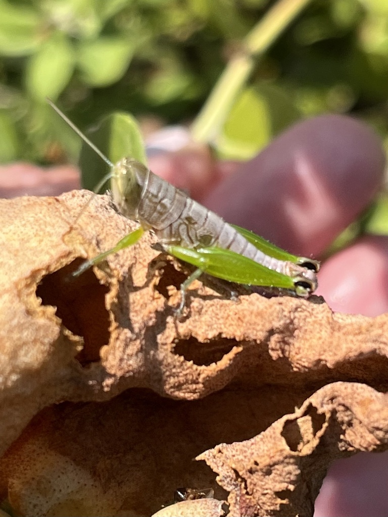 Dark-painted scrub grasshopper