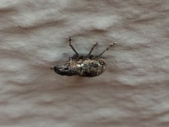 Pantomorus cervinus