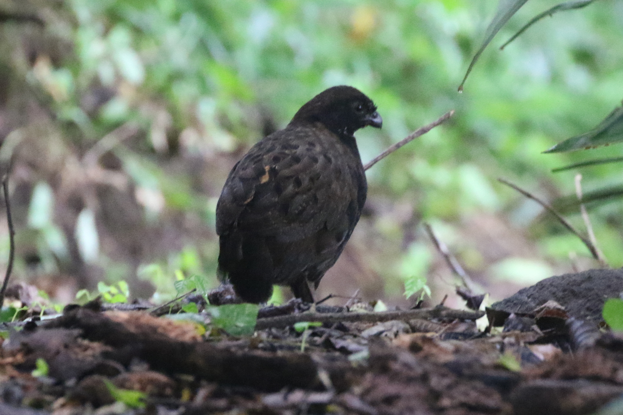 Black-breasted Wood Quail (Odontophorus leucolaemus), photo 5