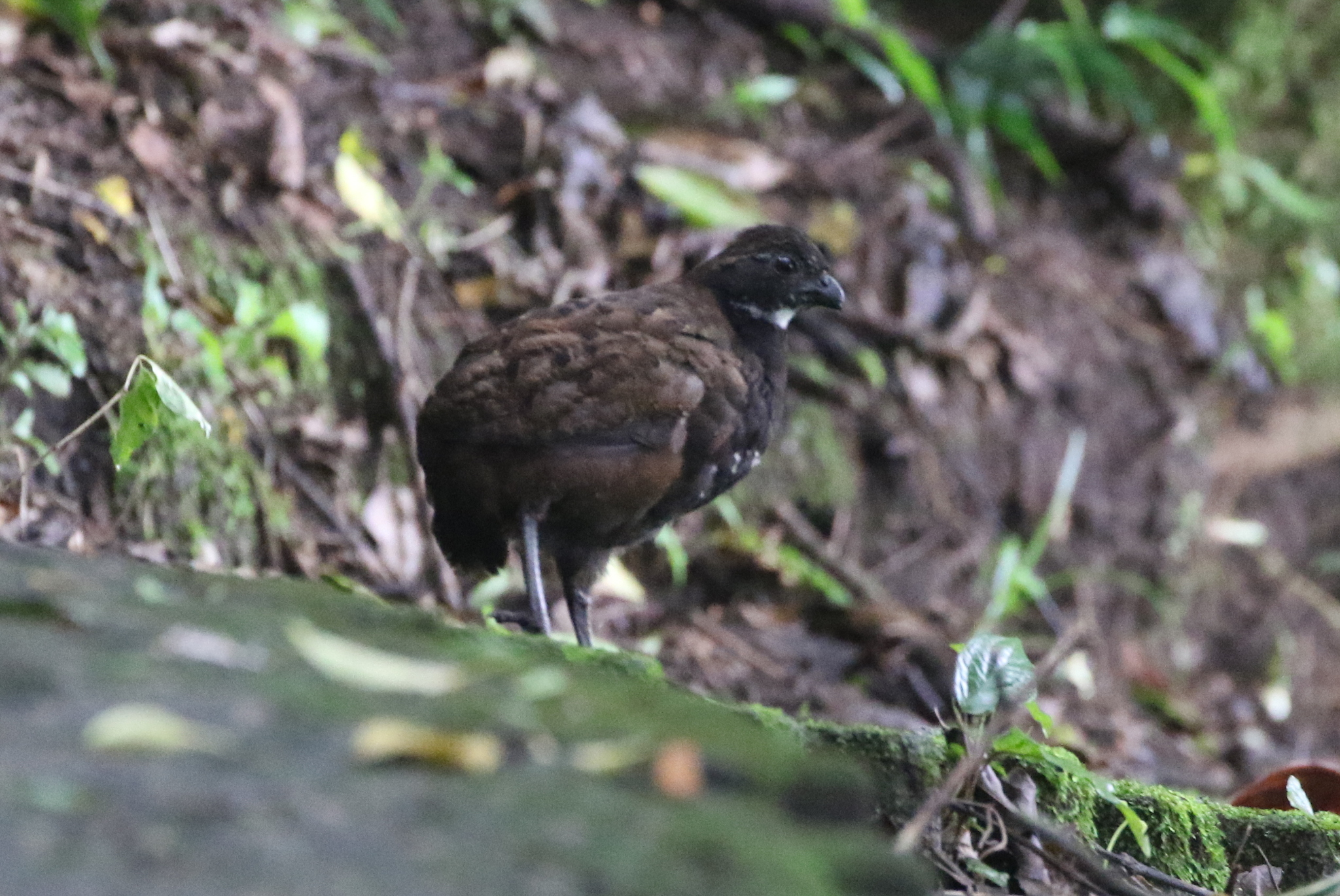 Black-breasted Wood Quail (Odontophorus leucolaemus), photo 6