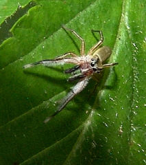 Tutelina similis