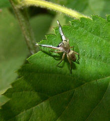 Tutelina similis