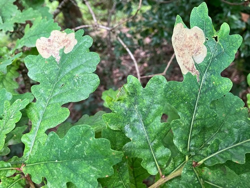 Oak Mining Sawfly