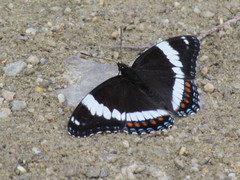Limenitis arthemis rubrofasciata