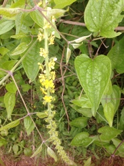 Agrimonia eupatoria