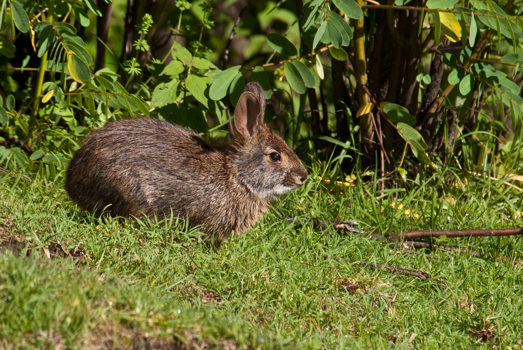 Omilteme Cottontail