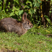 Omilteme Cottontail - Photo (c) Stephen John Davies, some rights reserved (CC BY-NC), uploaded by Stephen John Davies