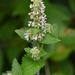 Nepeta cataria - Photo (c) Mark Kluge,  זכויות יוצרים חלקיות (CC BY-NC-ND), uploaded by Mark Kluge