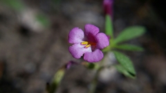 Diplacus torreyi