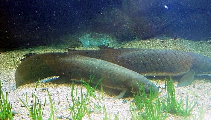 Australian Lungfishes