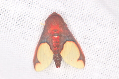 Epimolis