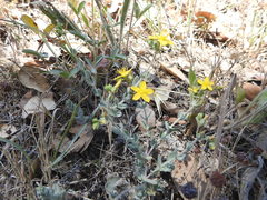 Hypericum tomentosum