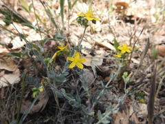 Hypericum tomentosum