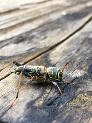 Neoclytus scutellaris