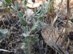 Hypericum tomentosum