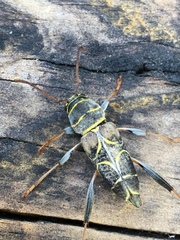 Neoclytus scutellaris