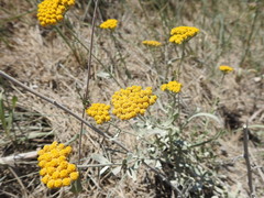 Achillea ageratum