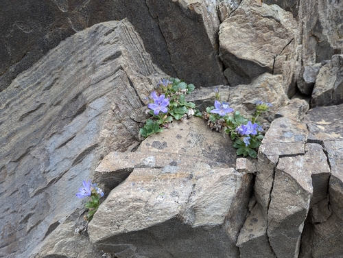 Image of Campanula piperi by (c) John Brew, some rights reserved (CC BY)