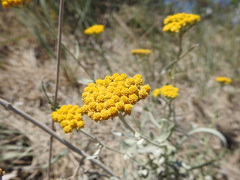 Achillea ageratum