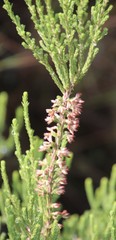 Erica caffrorum