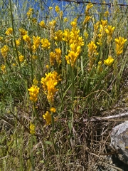 Genista sagittalis