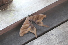 Paradaemonia terrena