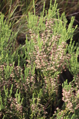 Erica caffrorum