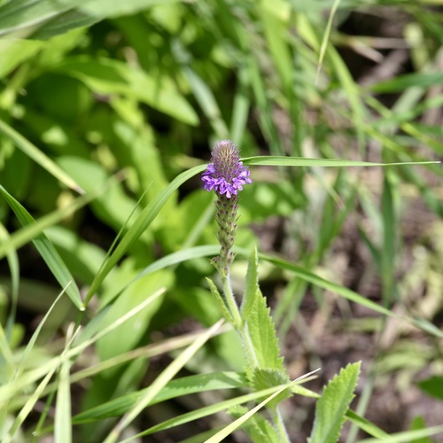 Image of Verbena macdougalii by (c) Michelle W. （鍾偉瑋）, some rights reserved (CC BY)