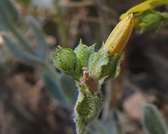 Hypericum tomentosum