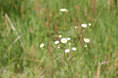 Erigeron coulteri