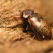 Tooth-necked Fungus Beetles - Photo (c) Katja Schulz, some rights reserved (CC BY)