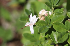 Rhododendron arborescens