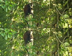 Allochrocebus lhoesti