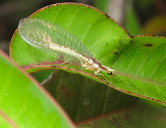 Eremochrysa punctinervis