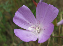 Clarkia bottae